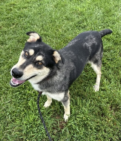 STELLA - Husky / Shepherd available for adoption