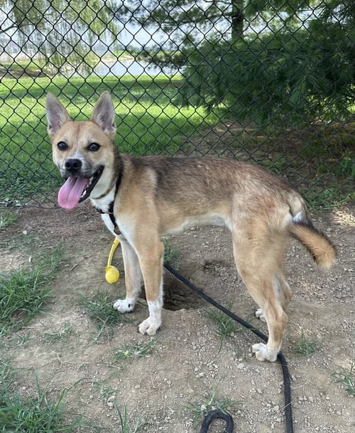 NOODLE - Shepherd available for adoption
