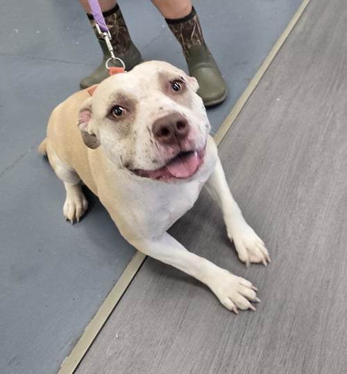 HINDI - Pit Bull Terrier available for adoption
