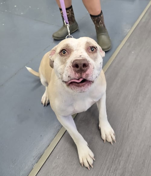 HINDI - Pit Bull Terrier available for adoption