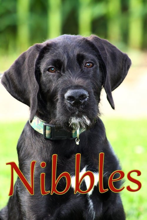 NIBBLES - Labrador Retriever available for adoption