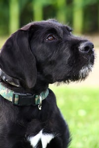 Nibbles - Photo 4