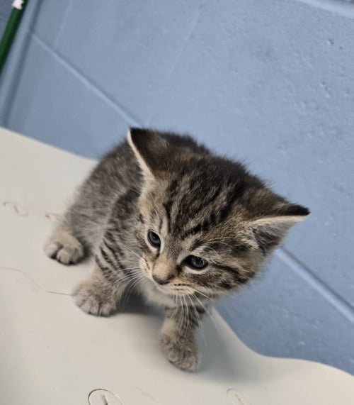 BROOMSTICK - Domestic Short Hair available for adoption
