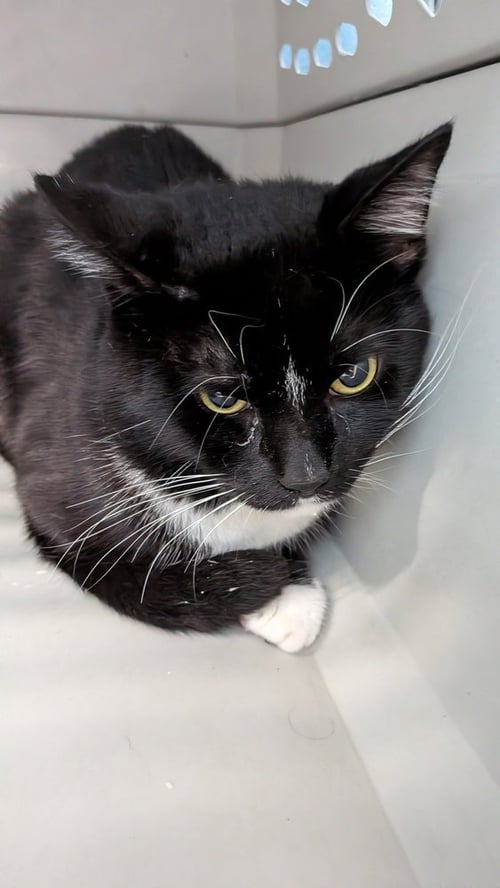 007 - Domestic Short Hair available for adoption