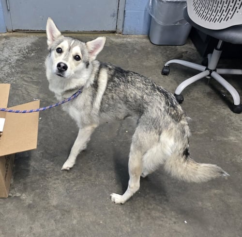 LAGUNA - Husky / Shepherd available for adoption