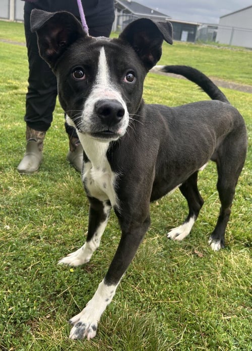 BANJO BANDIT - Terrier available for adoption