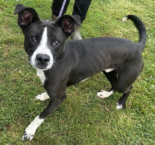 BANJO BANDIT - Terrier available for adoption