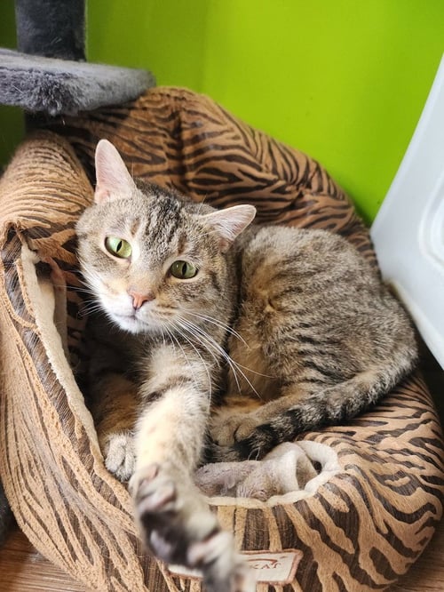 KENDRA - Domestic Short Hair for adoption in Evansville