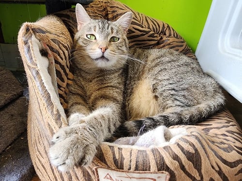 KENDRA - Domestic Short Hair available for adoption
