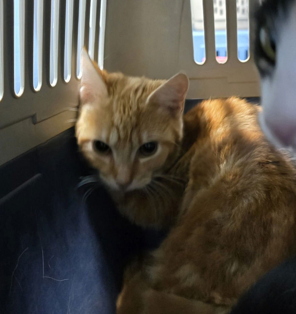 CORNBREAD - Domestic Short Hair available for adoption