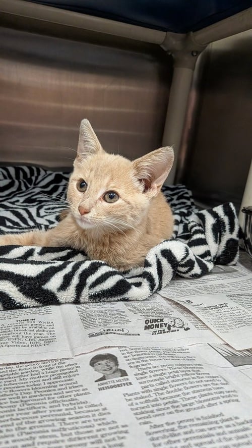 BEAUREGARD LANGDON - Domestic Short Hair available for adoption