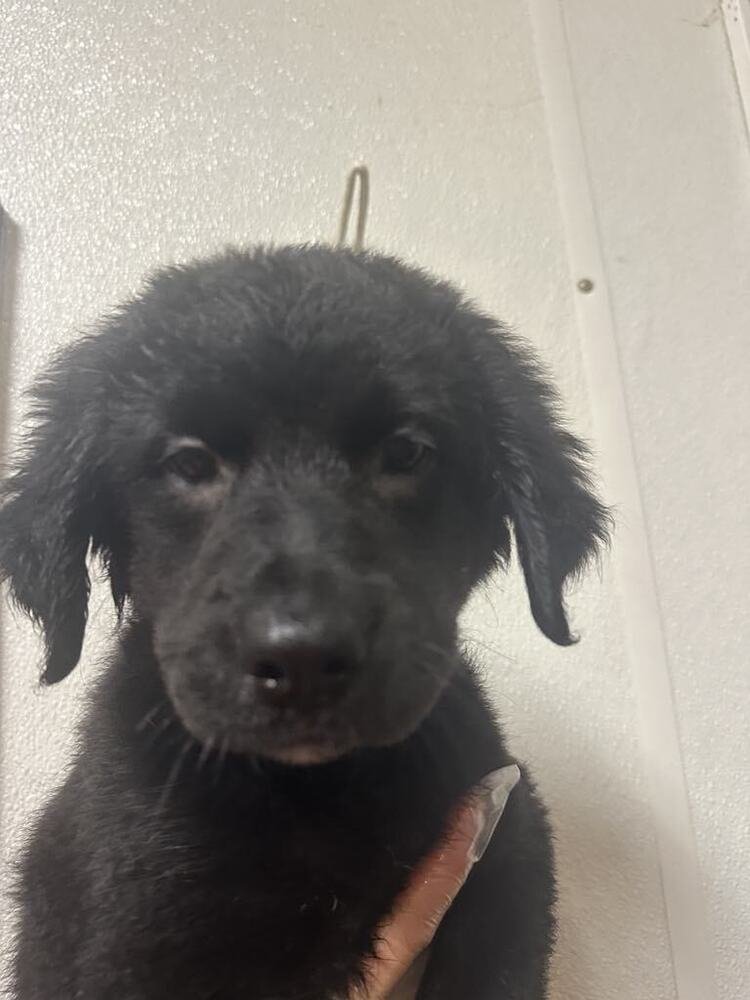 HAPPY - Rottweiler / Black and Tan Coonhound available for adoption