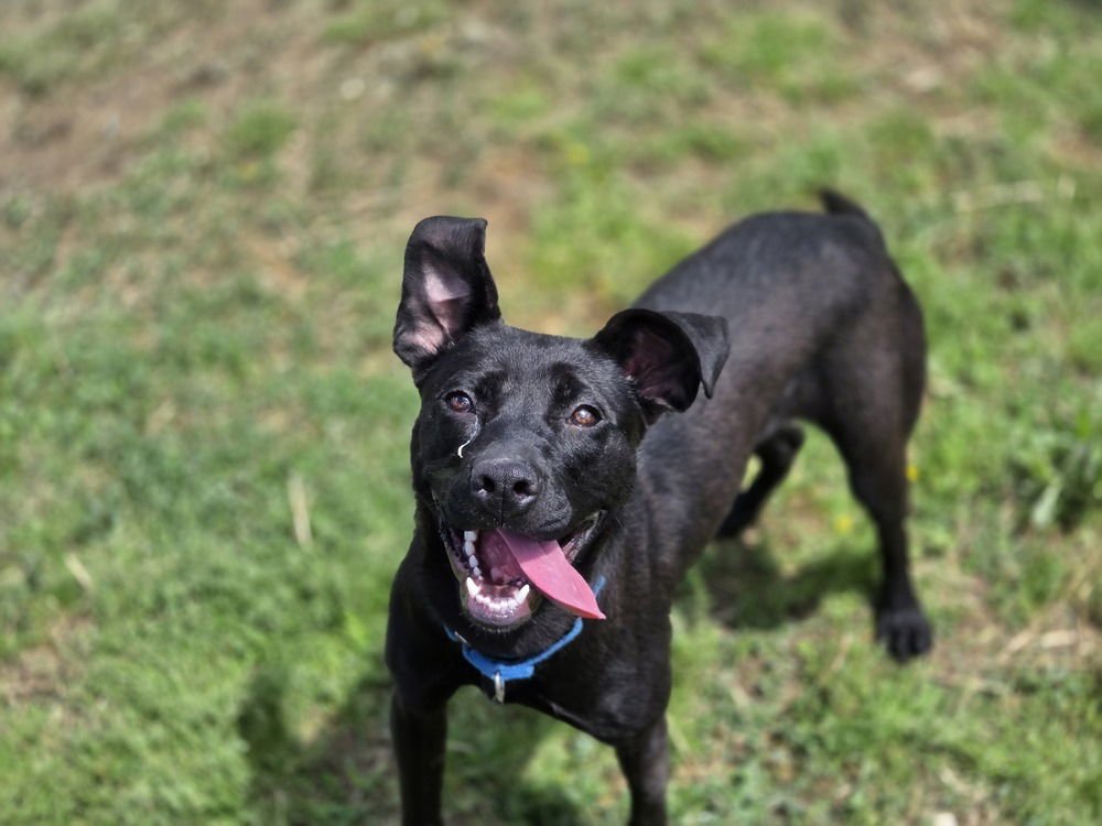 MORTICIA - Terrier available for adoption