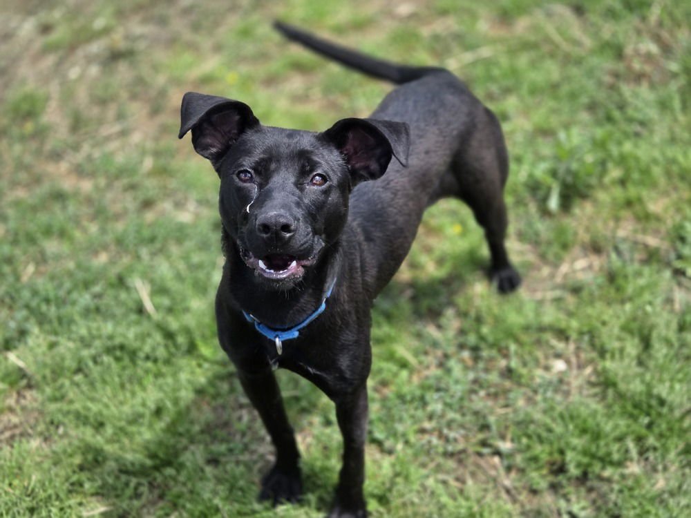 MORTICIA - Terrier available for adoption