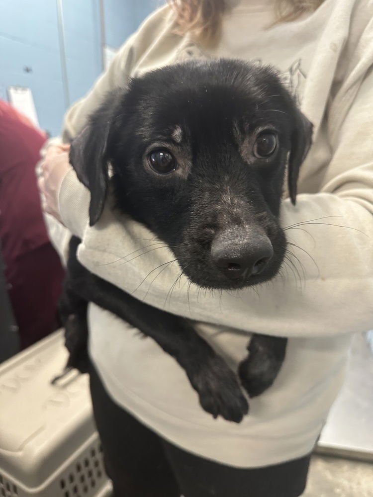 TALIA - Terrier available for adoption