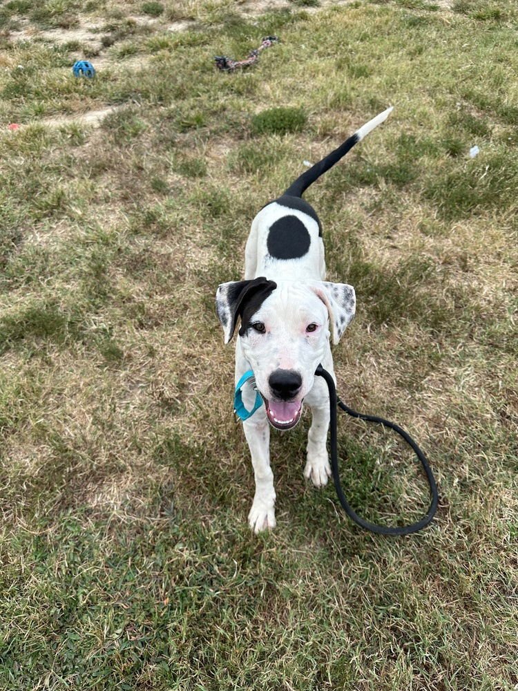 WALLY - Labrador Retriever / Pit Bull Terrier available for adoption