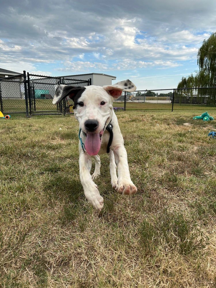 WALLY - Labrador Retriever / Pit Bull Terrier available for adoption