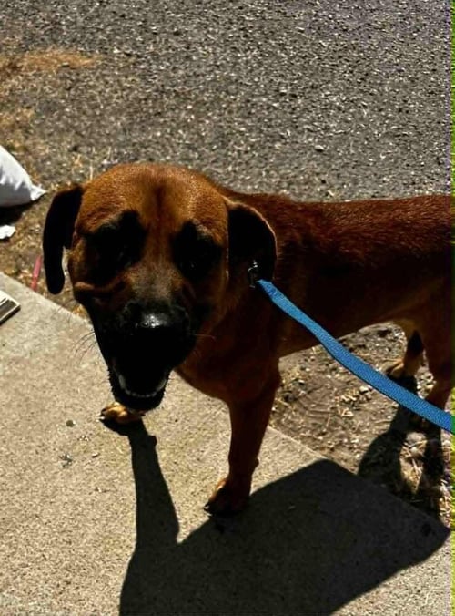 SAVVA - Terrier available for adoption