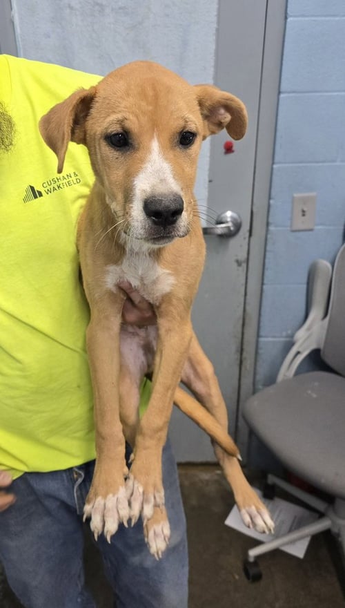 HARRISON - Terrier available for adoption