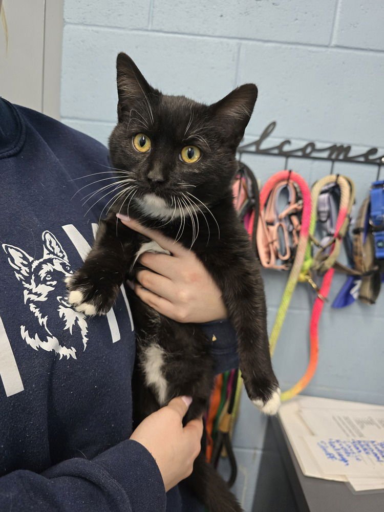 FIGGY - Domestic Short Hair available for adoption