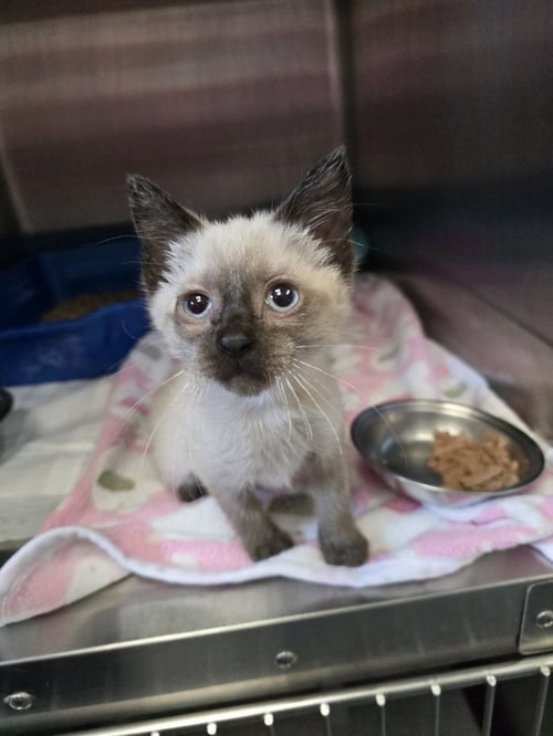 BLANKET - Siamese available for adoption