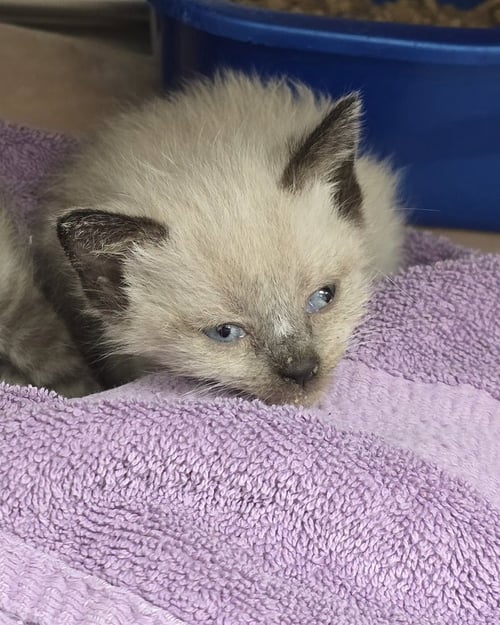 BLANKET - Siamese available for adoption