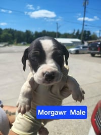Morgawr - Photo 3