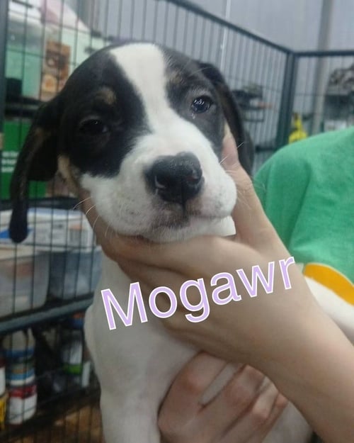 MORGAWR - Terrier available for adoption