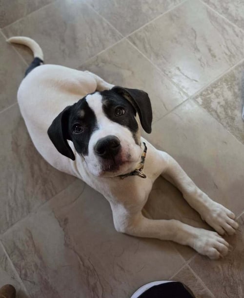 MORGAWR - Terrier available for adoption