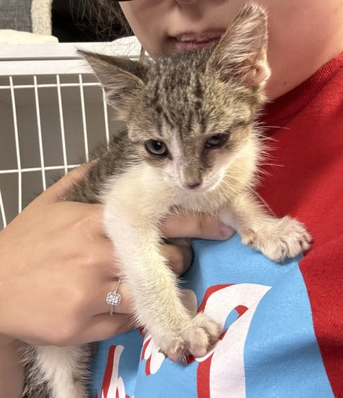 TOBY - Domestic Short Hair available for adoption