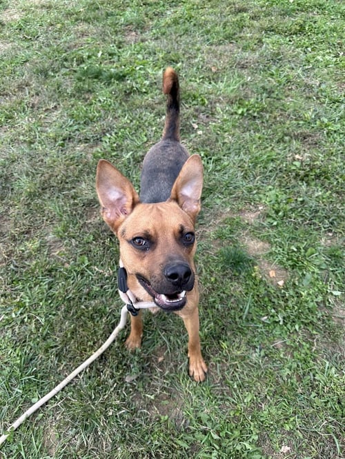 AXEL - German Shepherd Dog / Labrador Retriever available for adoption