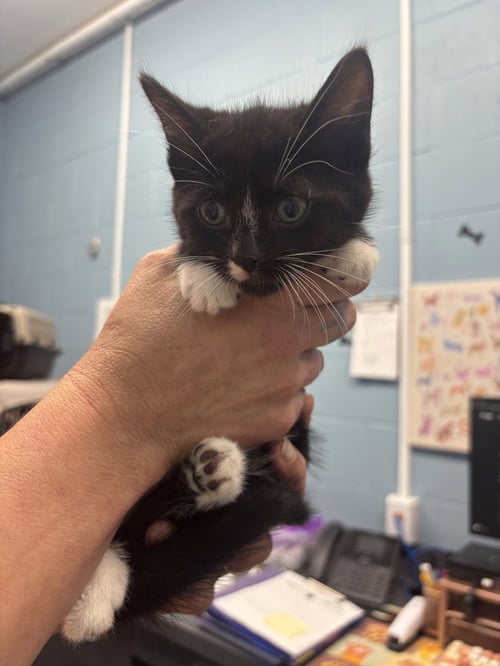 BELLA - Domestic Short Hair available for adoption