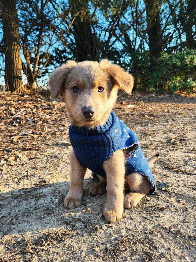 GRACELYN - Terrier available for adoption