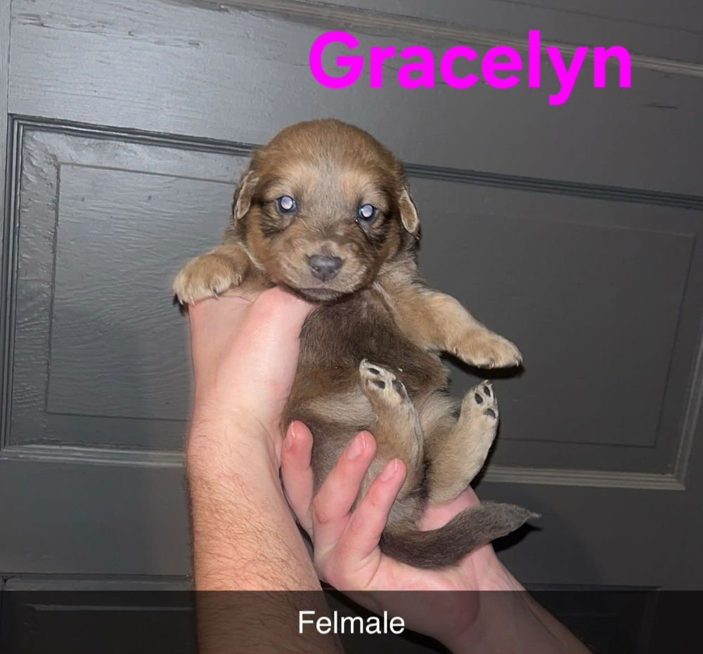 GRACELYN - Terrier available for adoption