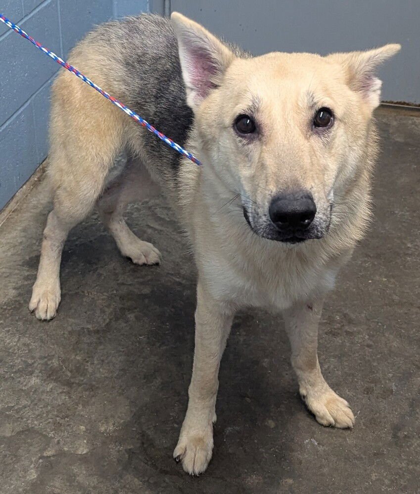MAVERICK - German Shepherd Dog available for adoption