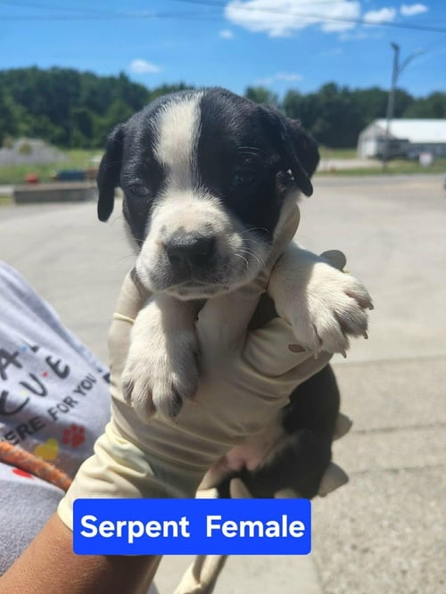 SERPENT - Terrier available for adoption