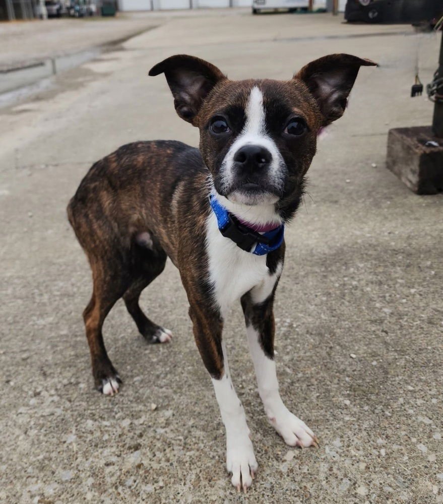 KILROY - Boston Terrier available for adoption