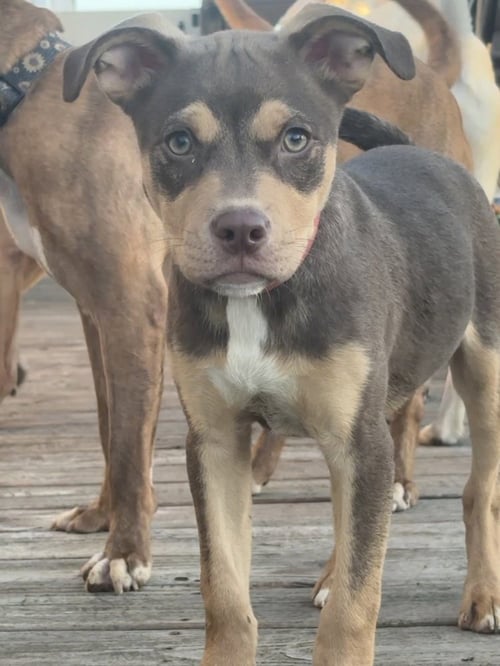 PETROV - Pit Bull Terrier available for adoption