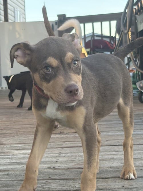 PETROV - Pit Bull Terrier available for adoption