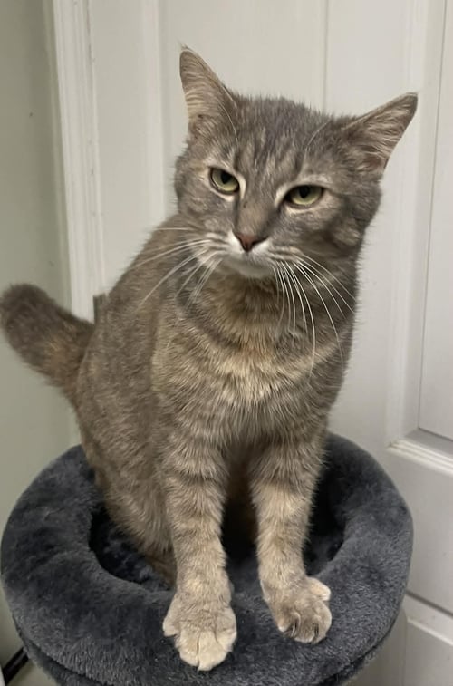 STAR - Domestic Short Hair available for adoption