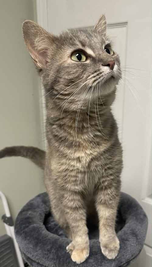 STAR - Domestic Short Hair available for adoption