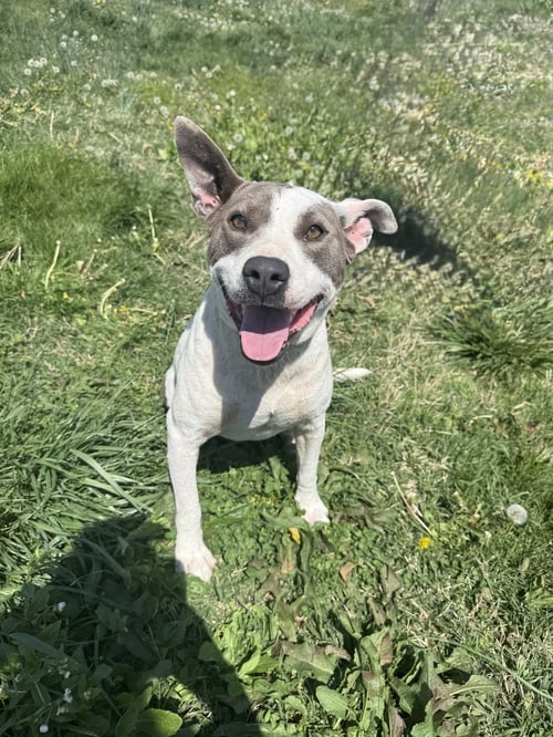CHERRY - Pit Bull Terrier available for adoption