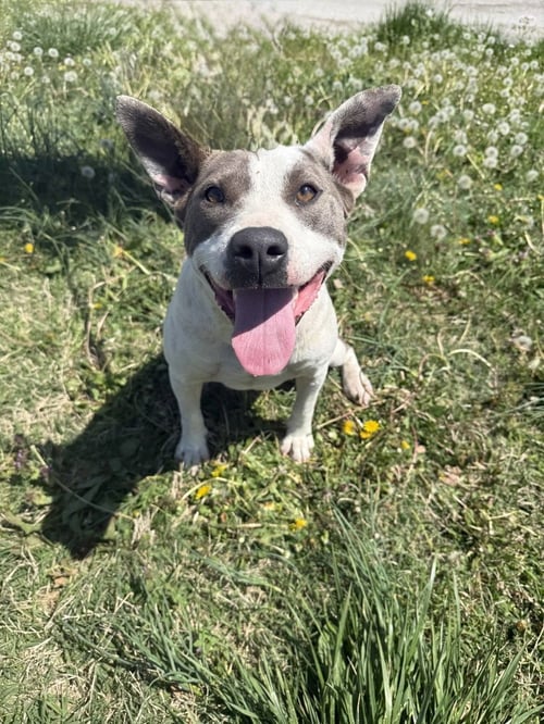 CHERRY - Pit Bull Terrier available for adoption