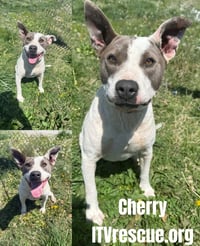 Cherry - Photo 2