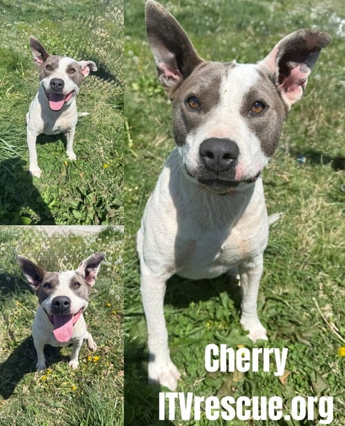 CHERRY - Pit Bull Terrier available for adoption