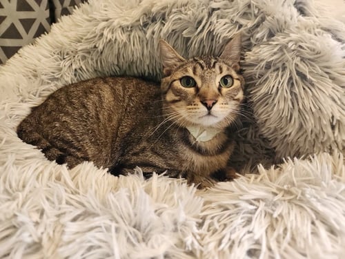CAMO - Domestic Short Hair available for adoption