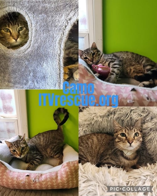CAMO - Domestic Short Hair available for adoption