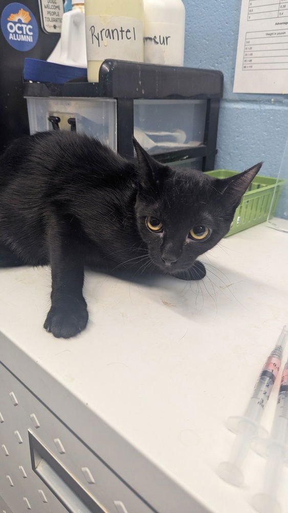 ACE - Domestic Short Hair available for adoption