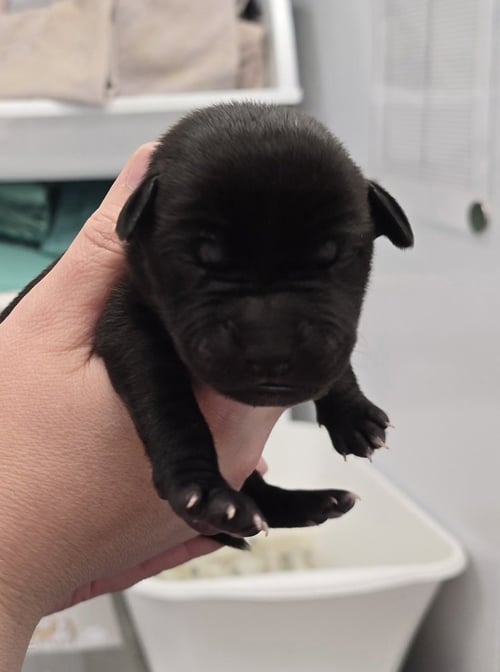 MERLOT - Terrier available for adoption
