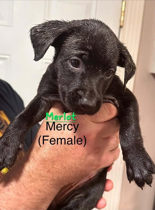 MERLOT - Terrier available for adoption